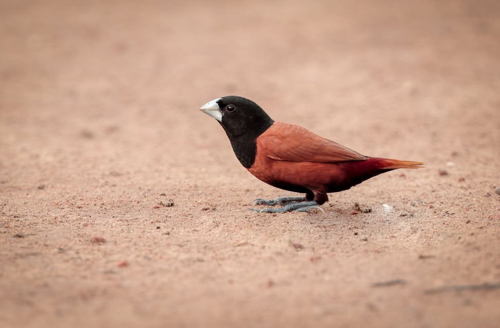 chestnut munia or black-headed munia.