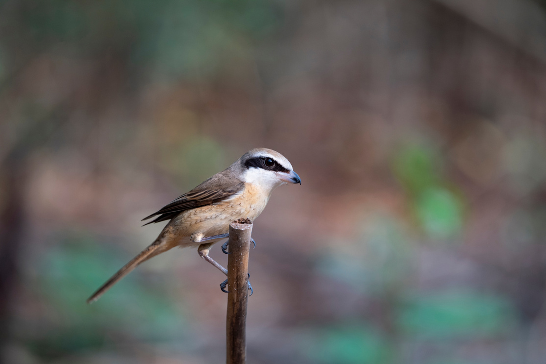 Brown shrike