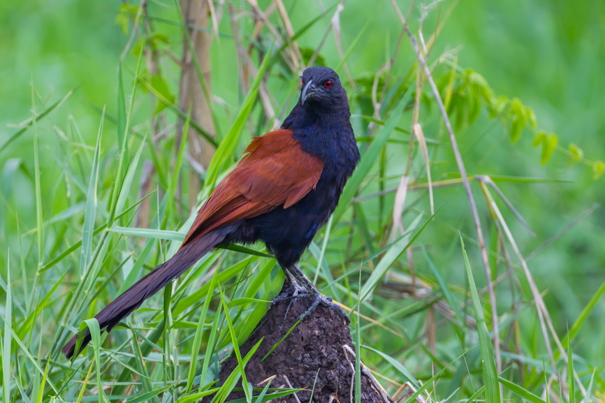 Coucal