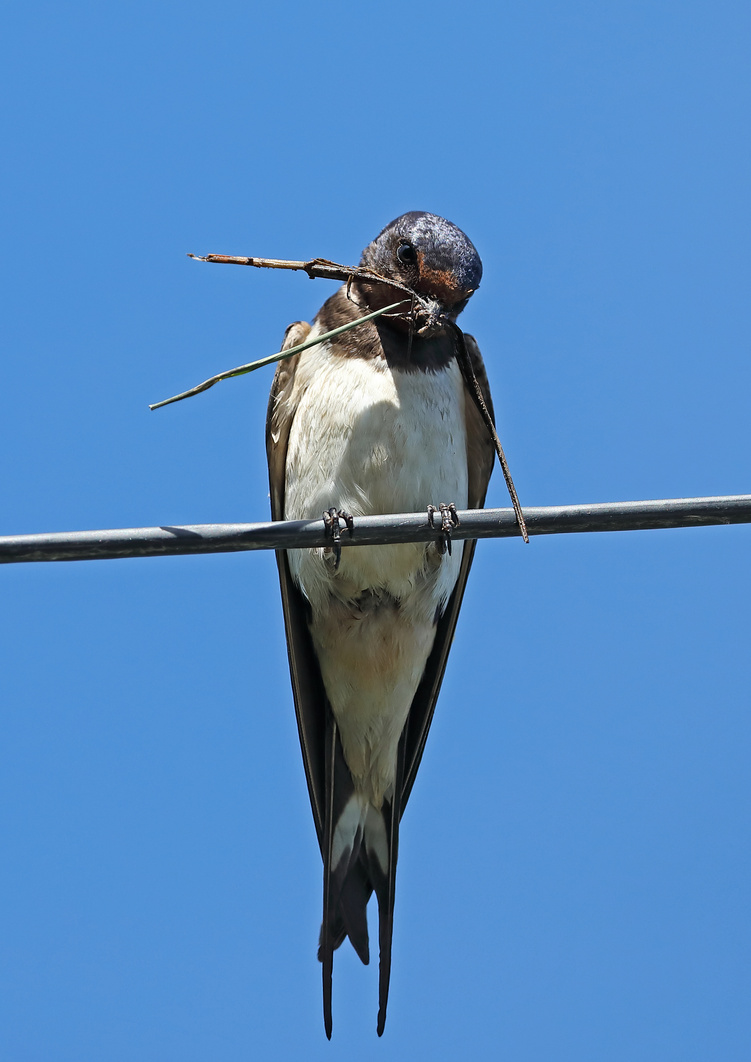 Barn Swallow