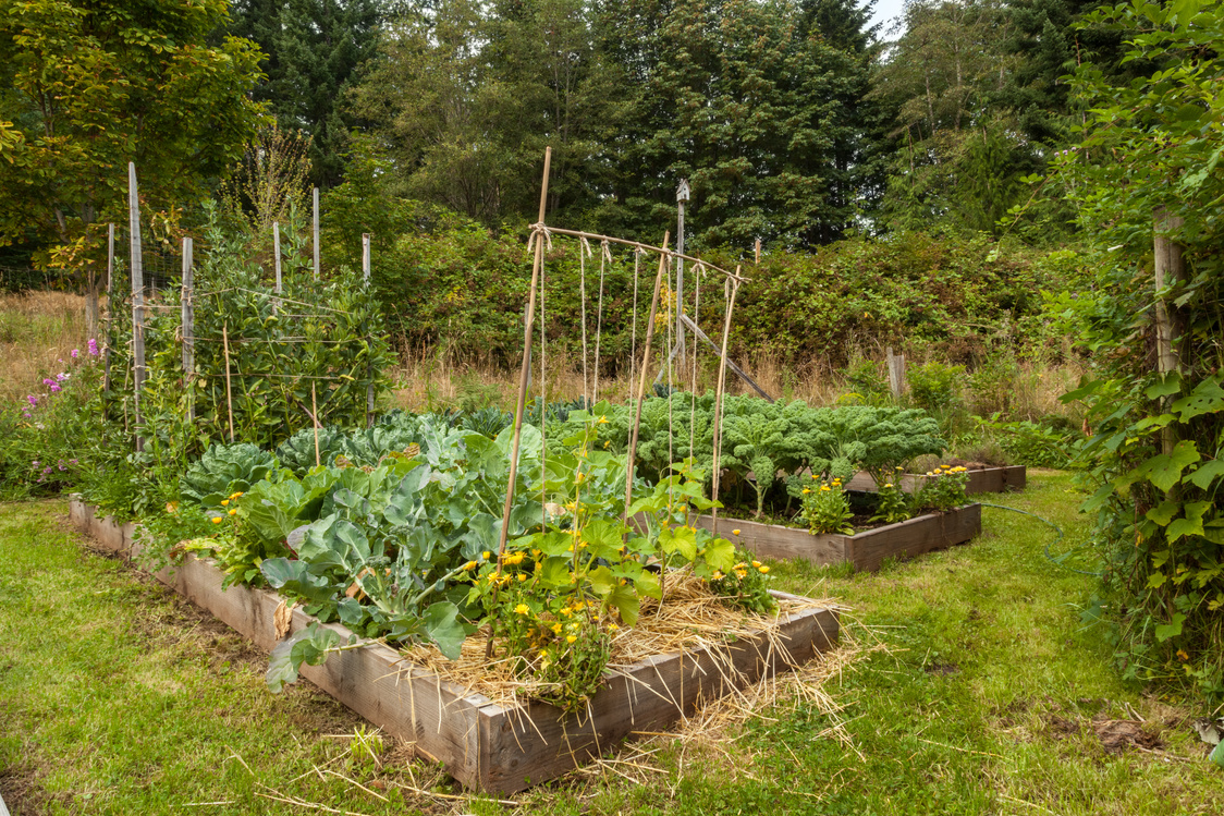 Raised Beds